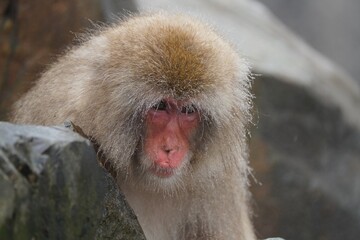 Japanese macaques in Snow Monkey Park. Japan.