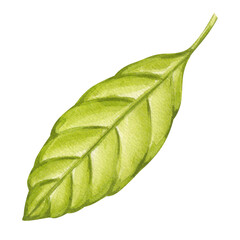 Fototapeta premium Olive green foliage, avocado branches. Leaf of plantation matcha tea, tobacco, cocoa, citrus. Botanical clipart. Hand drawn watercolor illustration isolated background. For design with vegetables
