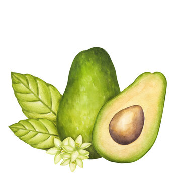 Avocado whole fruit and half with seed, green leaves, flowers. Botanical vegetable clipart. Vegan dietary food painting. Hand drawn watercolor illustration isolated on white background.
