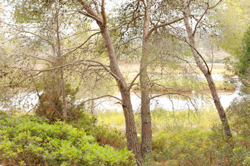 Several trees and it's branches covering the beautiful view of the lake
