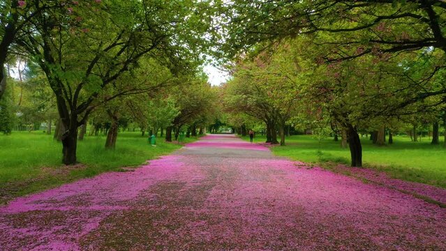 Sakura petals lie in a pink colorful carpet on the road in the old park of Mukachevo, Transcarpathia, Ukraine. A drone flies and takes video