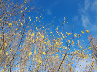 Haselblüte unter blauem Himmel