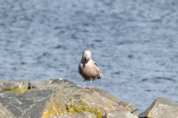 Majestic Seagull by the Seattle Shore.	