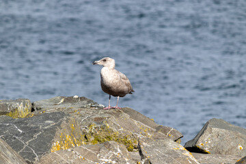 Majestic Seagull by the Seattle Shore.