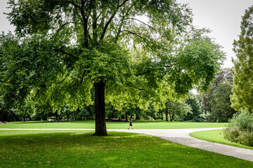 trees in park 