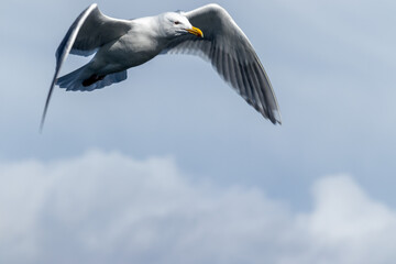 Majestic Seagull by the Seattle Shore.	
