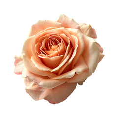 Beige rose flower. Isolated photo with transparent background.