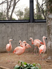日本の神奈川県川崎市にある夢見ヶ崎動物公園の動物たち