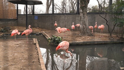 日本の神奈川県川崎市にある夢見ヶ崎動物公園の動物たち
