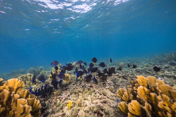 Marine life with fish, coral, and sponge in the Caribbean Sea