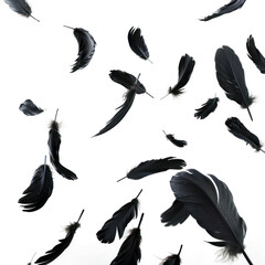 Crow feathers falling in air, isolated on transparent png.
