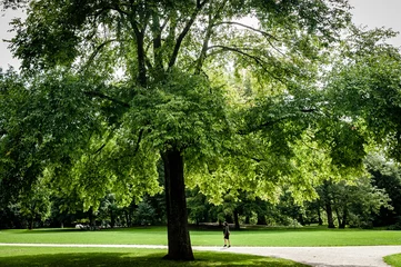 Fototapeten Trees in park Rotterdam © Sandralevel