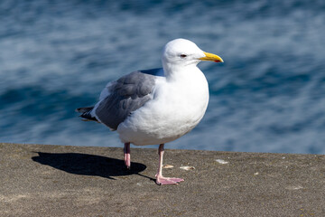 Fototapeta na wymiar Majestic Seagull by the Seattle Shore.