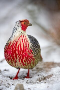 The blood pheasant or blood partridge (Ithaginis cruentus) is the only species in genus Ithaginis of the pheasant family. 