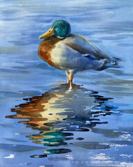 A duck standing in water realistic watercolor illustration - 764892781