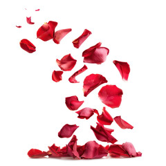 Rose petals floating isolated on transparent png.
