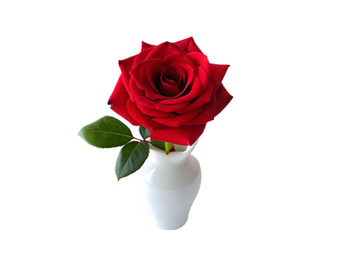 Red rose in vase isolated on transparent background.