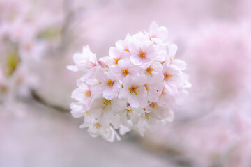 Soft selective focus branches of white pink Cherry blossoms full bloom on tree, Beautiful Sakura flowers in spring, The flower of trees in Prunus subgenus Cerasus, Nature wallpaper, Floral background.