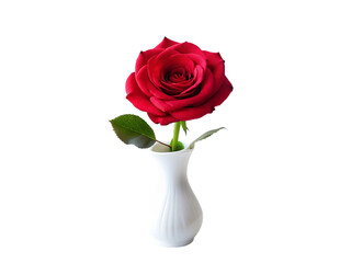 Fototapeta premium Red rose in vase isolated on transparent background.