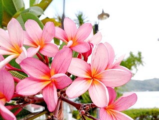 Fototapeta na wymiar frangipani flowers on the tree