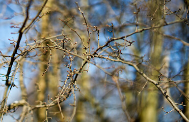starting of new leaves  during Spring in the netherlands Delftse hout