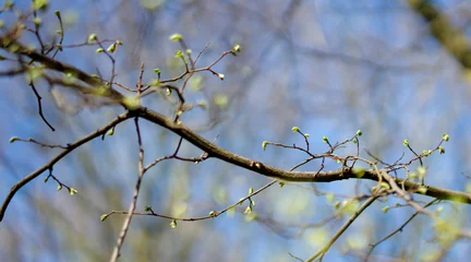 Foto auf Leinwand starting of new leaves  during Spring in the netherlands Delftse hout © Stefan