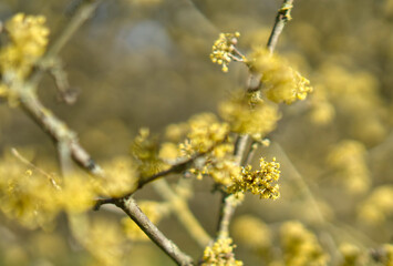 Dutch  flowers in a park during spring time in Delft