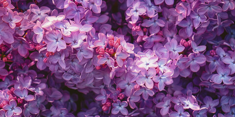purple lilac background