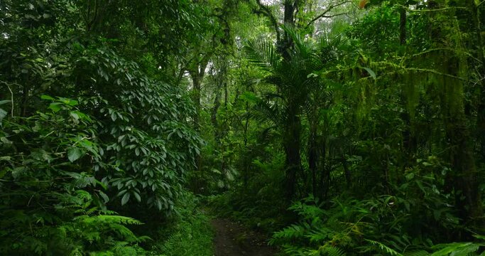 Lush green jungle with abundant trees, plants, and groundcover