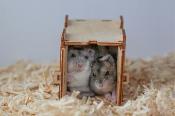 White and gray hamsters are sitting in the house. Female and male rodents 