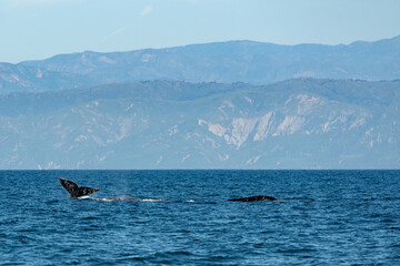 Gray whale watching in the Channel Islands - 764903302