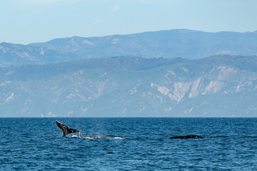 Gray whale watching in the Channel Islands - 764903390