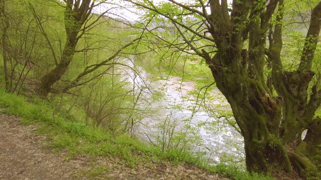 Ancient beech tree standing on the bank of the Latorytsia River. Old mighty tree leaning over the flowing mountain river water in the scenic Zakarpattia region of Ukraine.