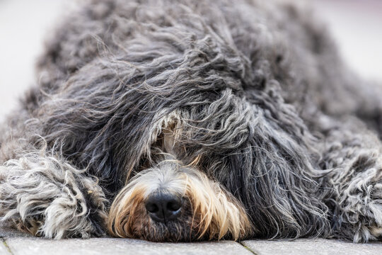 zotteliger Hund ruht sich auf der Strasse aus und schaut in die Kamera