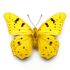 yellow moth clipart on a white background сreated with Generative Ai