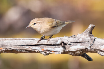 Willow Warbler sitting on barbed wire