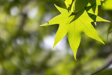 太陽光を受けて輝く新緑の葉っぱ