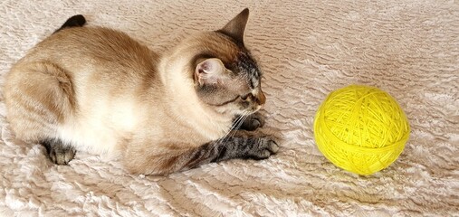 
Cute beautiful cat plays with a ball of thread. Funny cats. Funny pets. Toys for cats. Pet toys....