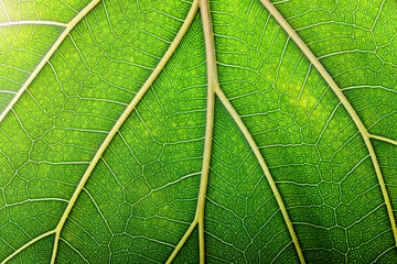 macro texture green leaf, natural structure of the veins on the leaves, nature background - 764916585