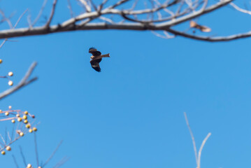 Obraz premium 青空を悠々と旋回するトビ