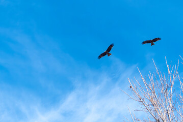 青空を悠々と旋回するトビ
