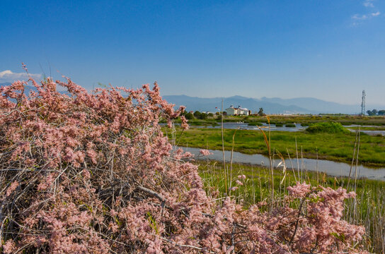 tamarisk flowers in Edremit Wetland Conservation (Balikesir province, Turkey)