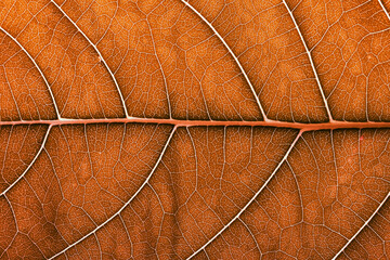 autumn leaf texture close up, macro shot of orange leaves - 764920505