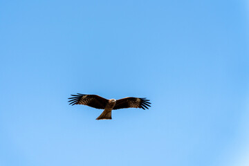 青空を飛ぶ琵琶湖のトビ