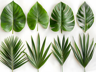 A row of diverse tropical leaves is displayed on a white background, showcasing the greenery and intricate patterns of terrestrial plant foliage