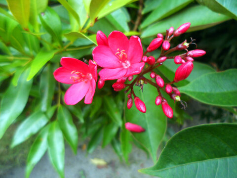 Peregrina (Jatropha integerrima) or spicy jatropha or known in Indonesia as Batavia.