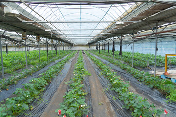 Row of fresh strawberry fruits. Raw organic healthy food in garden farm. Cooking and eating products. Vitamin. Cultivation