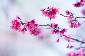 Nature of sakura flower in garden using as cover page background natural flora wallpaper or template brochure landing page design