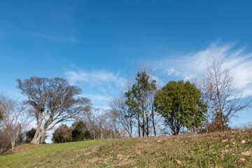 Obraz premium 冬の晴れた日 びわこ地球市民の森を散策 滋賀県守山市