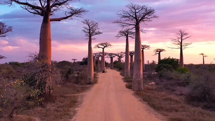 African baobab trees at sunset in Sahara Desert, Africa, Egypt, Feb 2024